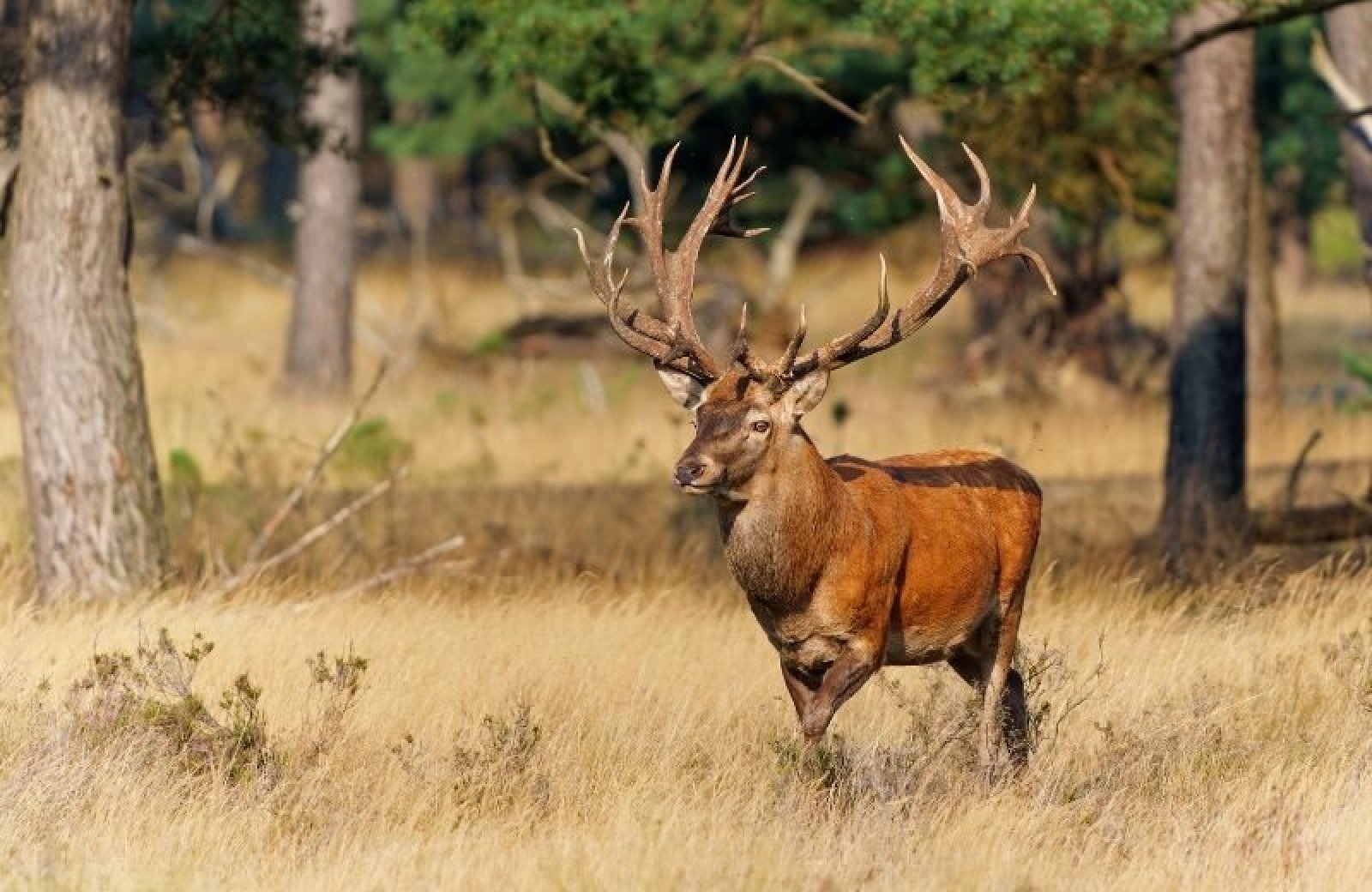 Chalet mieten Holland Natur